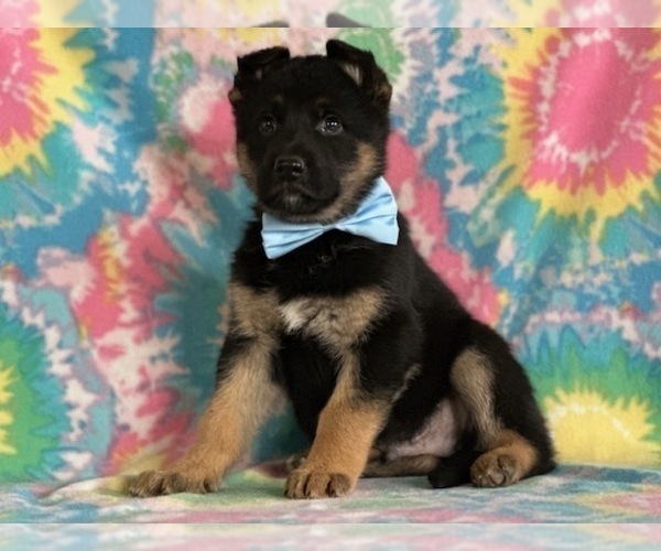 Medium Photo #5 German Shepherd Dog Puppy For Sale in LANCASTER, PA, USA
