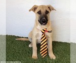 Small Photo #2 Black Mouth Cur-Unknown Mix Puppy For Sale in San Diego, CA, USA