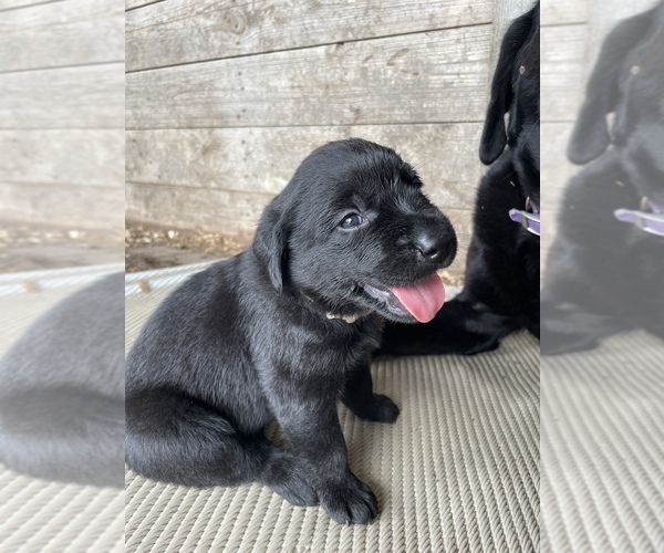 Medium Photo #4 Labrador Retriever Puppy For Sale in MORRILL, KS, USA