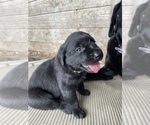 Small #3 Labrador Retriever