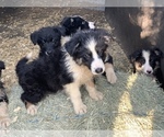 Small Photo #15 Border Collie Puppy For Sale in BLANCO, TX, USA