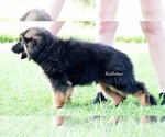 Small #2 German Shepherd Dog