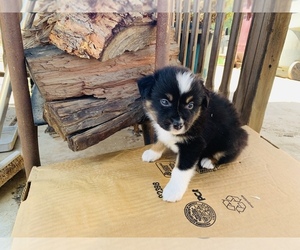 Australian Shepherd Puppy for sale in MENIFEE, CA, USA