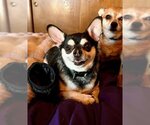 Small Photo #3 Chihuahua-Unknown Mix Puppy For Sale in Wheaton, IL, USA