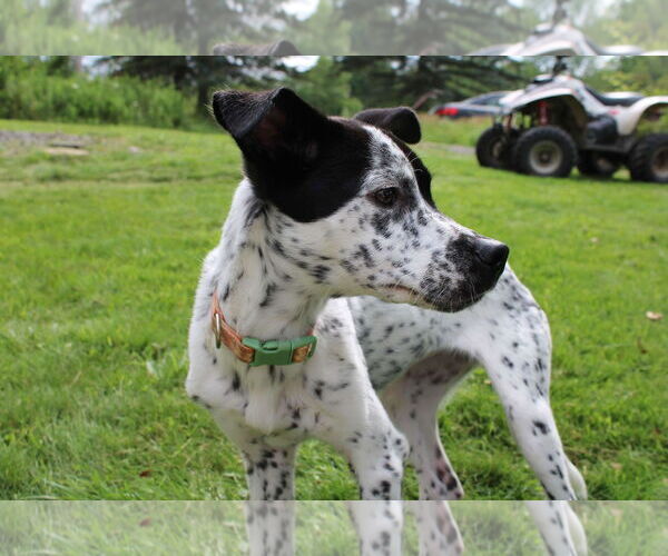Medium Photo #2 Pointer-Unknown Mix Puppy For Sale in NYC, NY, USA