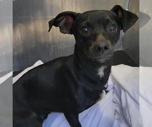 Chihuahua-Unknown Mix Dogs for adoption in San Antonio, TX, USA