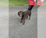 Small #7 Labrador Retriever