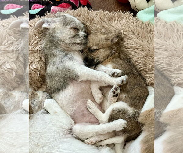 Medium Photo #3 ShiChi Puppy For Sale in Denton, TX, USA