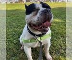 Small #1 American French Bull Terrier