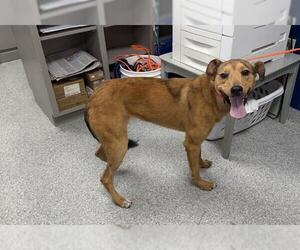 Basenji-Unknown Mix Dogs for adoption in Pasadena, TX, USA