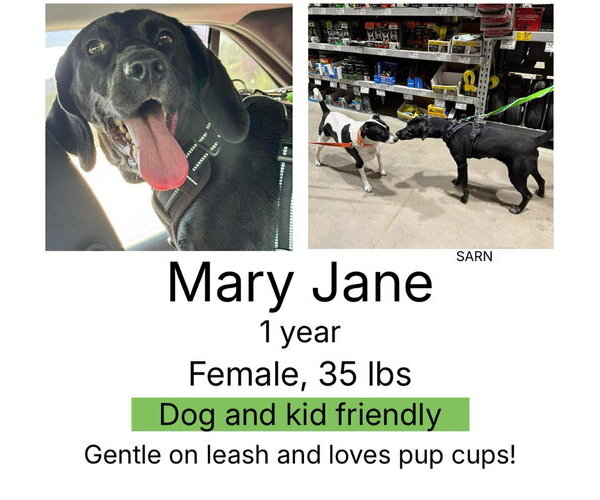 Medium Photo #3 Mutt Puppy For Sale in Westwood, NJ, USA