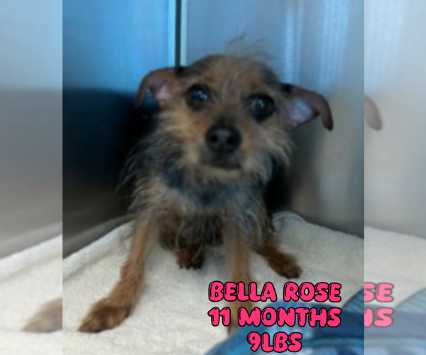 Medium Photo #1 Mutt Puppy For Sale in Woodbury, NY, USA