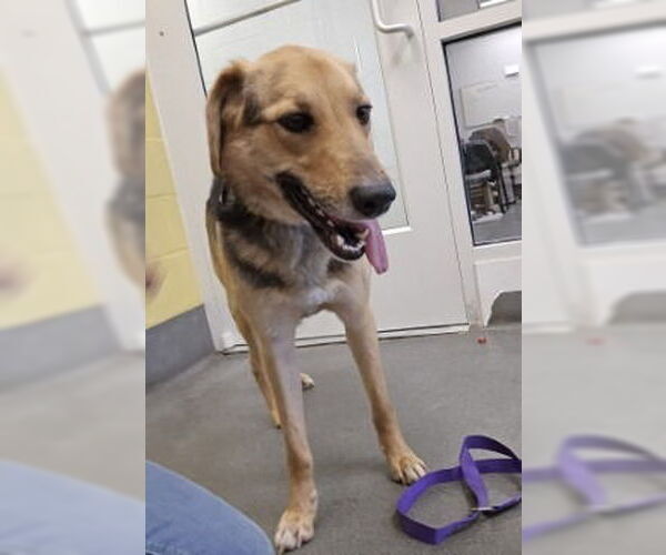 Medium Photo #1 Mutt Puppy For Sale in Glen Allen, VA, USA