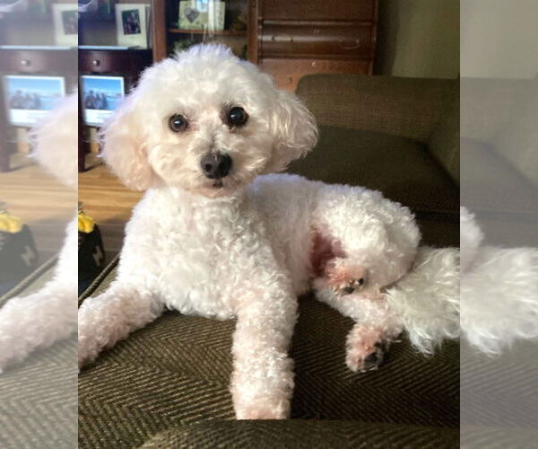 Medium Photo #14 Poodle (Miniature) Puppy For Sale in St. Louis Park, MN, USA