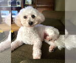 Small #13 Poodle (Miniature)
