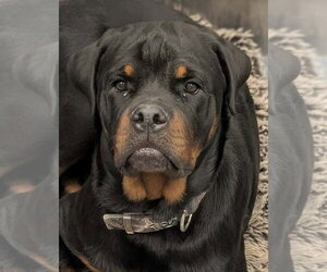 Rottweiler Dogs for adoption in Hillsboro, NH, USA