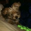 Small Yorkshire Terrier