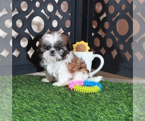 Shih Tzu Puppy for sale in MOUNT VERNON, OH, USA