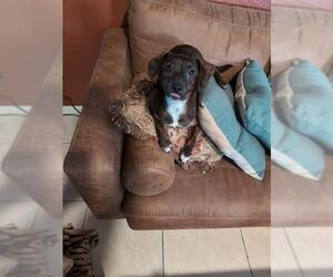 Dachshund Dogs for adoption in Sugar Land, TX, USA