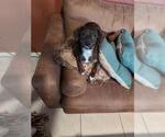 Small Dachshund