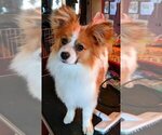 Small Photo #3 Papillon Puppy For Sale in FREWSBURG, NY, USA