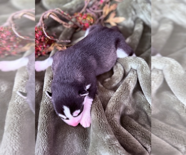 Medium Photo #3 Siberian Husky Puppy For Sale in STAPLES, MN, USA