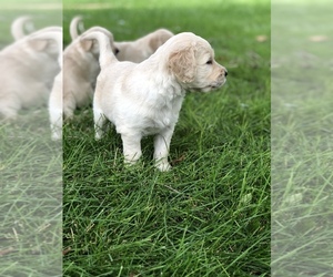 Goldendoodle Puppy for sale in MOUNTAIN LAKE, MN, USA