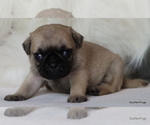 Small Photo #25 Pug Puppy For Sale in WINNSBORO, TX, USA