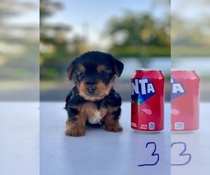 Yorkshire Terrier Puppy for sale in OROVILLE, CA, USA