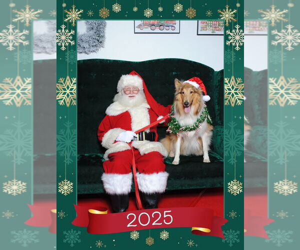 Medium Photo #1 Collie Puppy For Sale in Chantilly, VA, USA