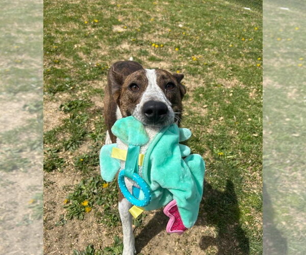 Medium Photo #5 Mutt Puppy For Sale in Evansville, IN, USA