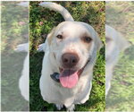 Small Great Pyrenees Mix