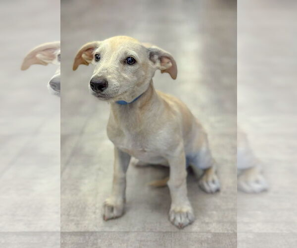Medium Photo #8 Dachshund-Unknown Mix Puppy For Sale in PIPE CREEK, TX, USA