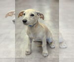 Small #7 Dachshund Mix