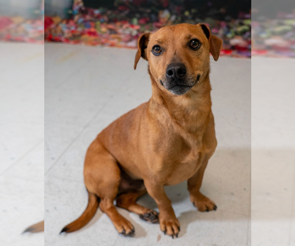 Medium Photo #1 Jack Russell Terrier-Unknown Mix Puppy For Sale in Springdale, PA, USA