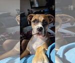 Small #4 Boxer
