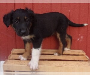 English Shepherd Puppy for sale in FREDERICKSBRG, PA, USA