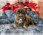 Small #1 English Bulldog