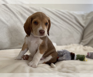 Beagle Puppy for sale in OAKDALE, CA, USA