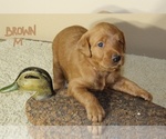 Puppy 5 Labradoodle