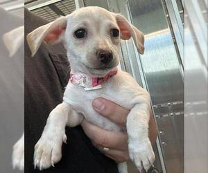 Chihuahua Dogs for adoption in San Martin, CA, USA