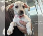 Small Chihuahua