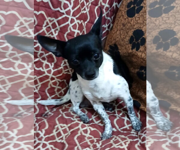 Medium Photo #3 Chihuahua-Unknown Mix Puppy For Sale in Eastman, GA, USA