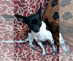 Small #2 Chihuahua Mix