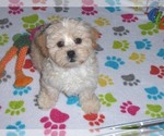 Small Photo #1 ShihPoo Puppy For Sale in ORO VALLEY, AZ, USA