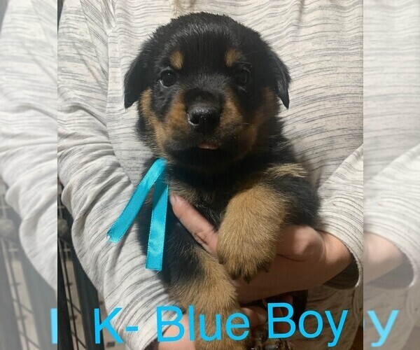 Medium Photo #8 Rottweiler Puppy For Sale in DRAPER, VA, USA