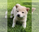 Small Photo #13 Shiba Inu Puppy For Sale in SNOHOMISH, WA, USA
