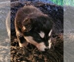 Small Photo #51 Alaskan Malamute Puppy For Sale in MIDWEST CITY, OK, USA