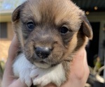 Small Photo #3 Pembroke Welsh Corgi Puppy For Sale in BRYAN, TX, USA