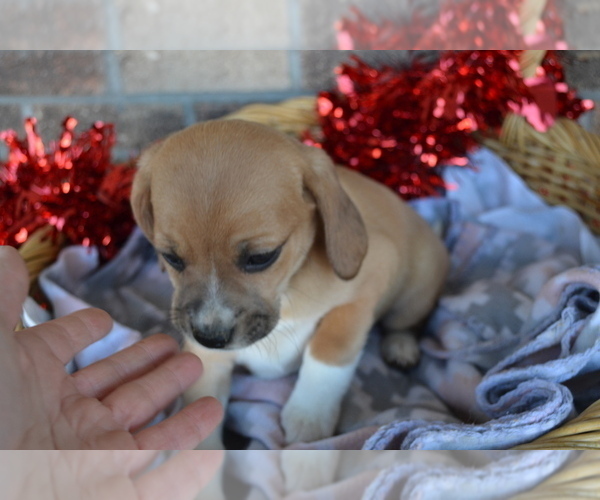 Medium Photo #28 Jug Puppy For Sale in GREENWOOD, WI, USA